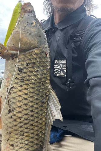 コイの釣果