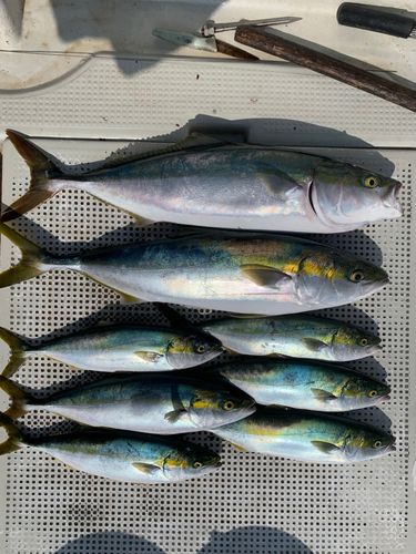 ヤズの釣果