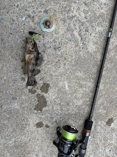 クロソイの釣果