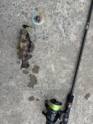 クロソイの釣果