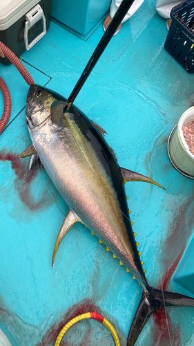 キハダマグロの釣果