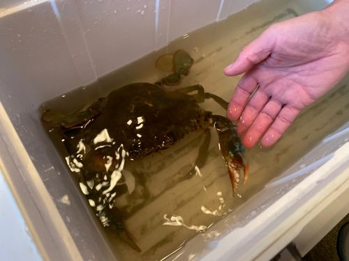 ガザミの釣果