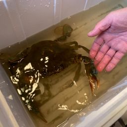 ガザミ