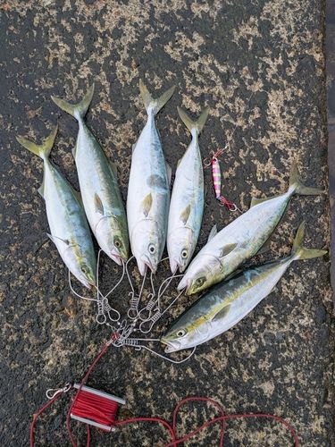 ツバイソの釣果