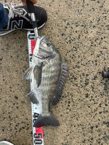 チヌの釣果