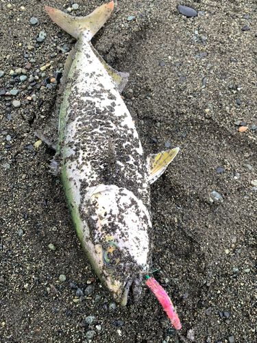 西湘サーフ