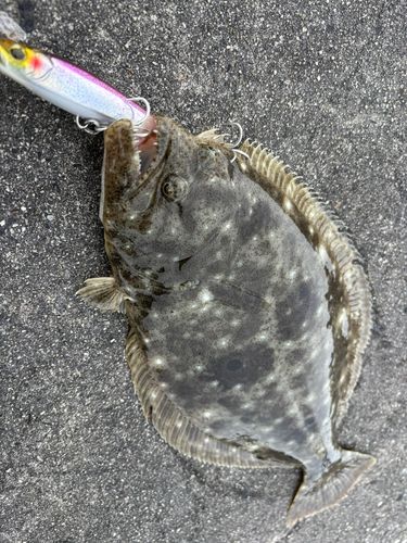ヒラメの釣果