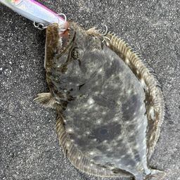 ヒラメ