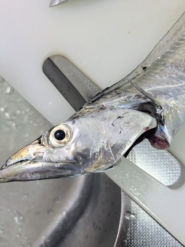 タチウオの釣果