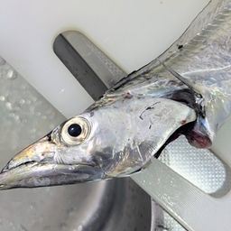 タチウオ