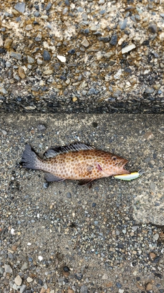 オオモンハタの釣果