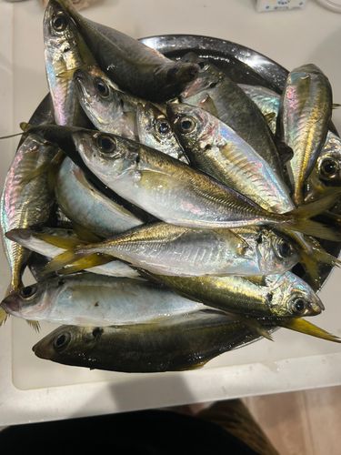 マアジの釣果