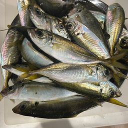 マアジ