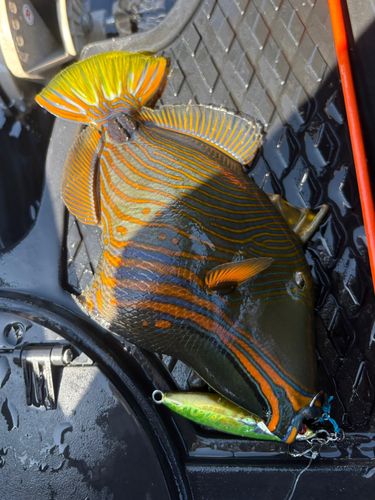 カワハギの釣果