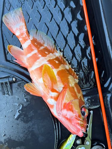ハンゴーミーバイの釣果