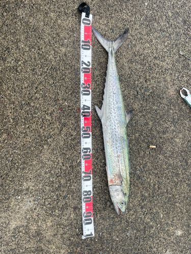 サゴシの釣果