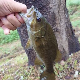 スモールマウスバス