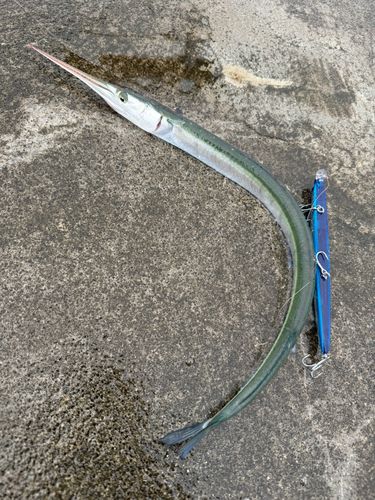 ダツの釣果