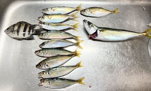 サバの釣果