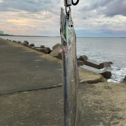 タチウオ