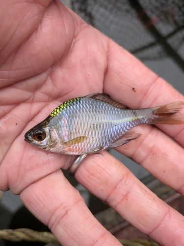 タイリクバラタナゴの釣果