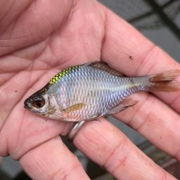 タイリクバラタナゴ