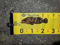 キジハタの釣果