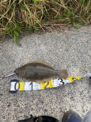 ヒラメの釣果
