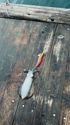 ウチノ海