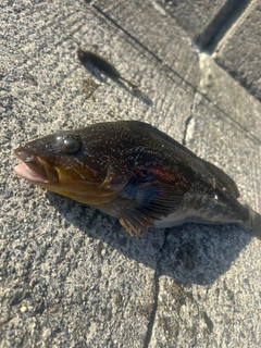 アブラコの釣果