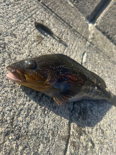 アブラコの釣果