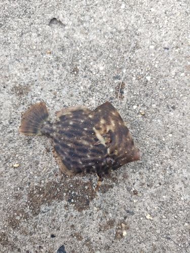 カワハギの釣果