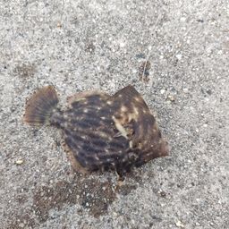カワハギ