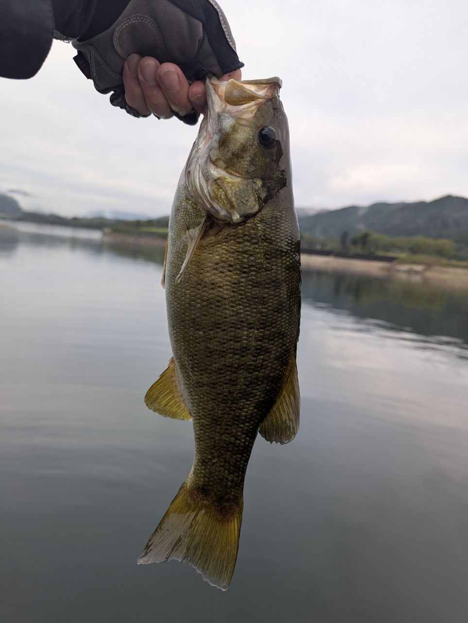 スモールマウスバス