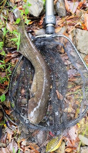 ナマズの釣果