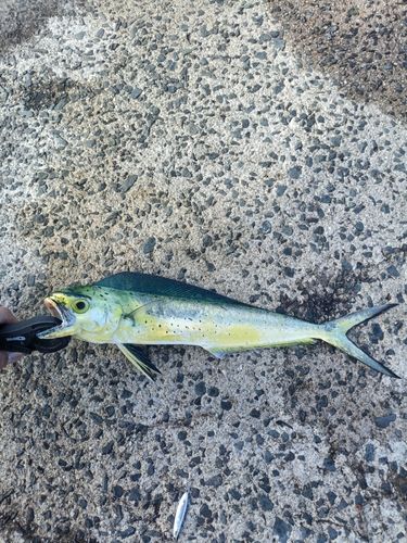 シイラの釣果