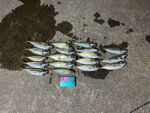 八戸漁港