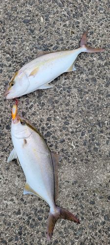 カンパチの釣果