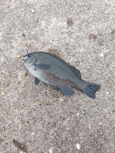 グレの釣果