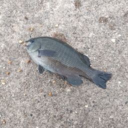 グレ