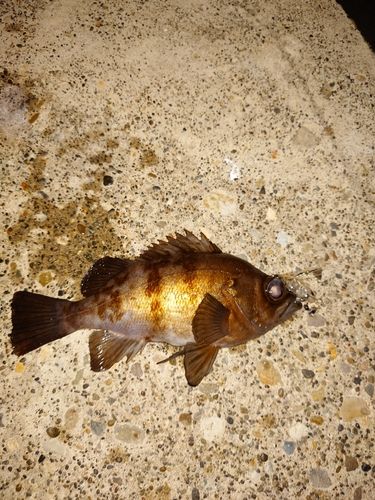 メバルの釣果