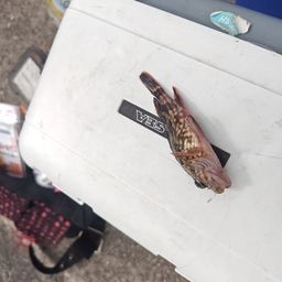 カサゴ
