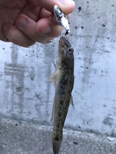 ハゼの釣果