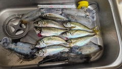 マアジの釣果