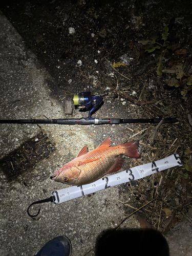 ゴマフエダイの釣果