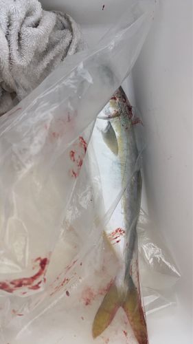 伊良湖港