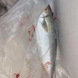 ワカシ