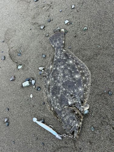 駿河湾