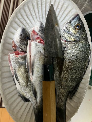クロダイの釣果