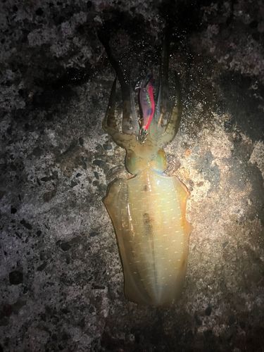 越前海岸